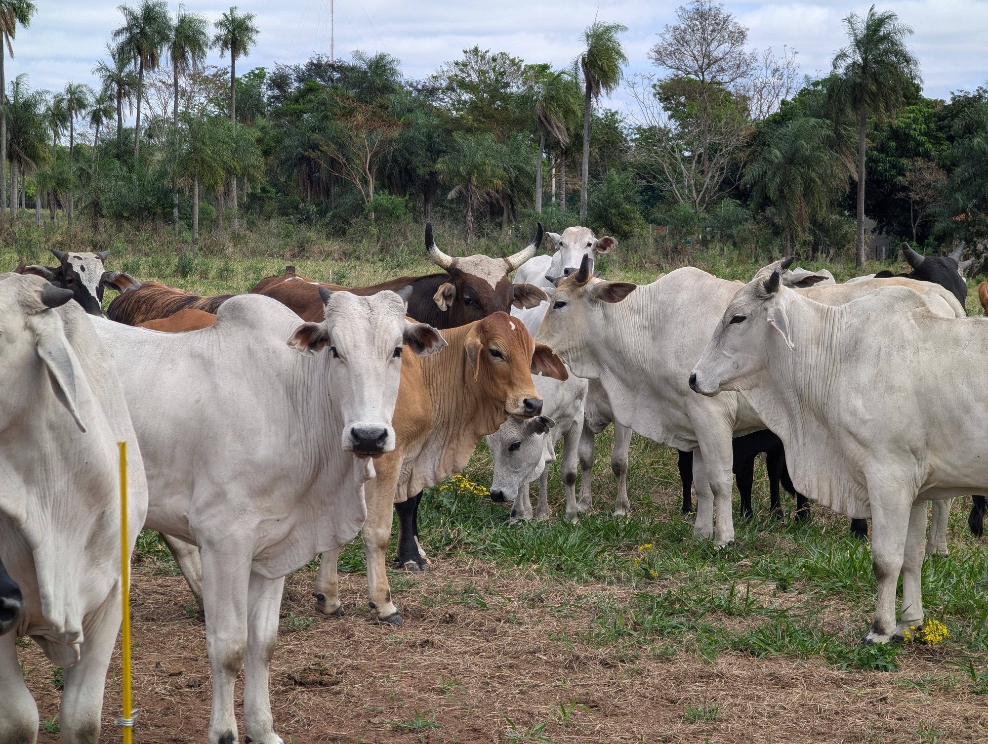 El promedio mensual de faena en 2024 es de 184,5 mil cabezas