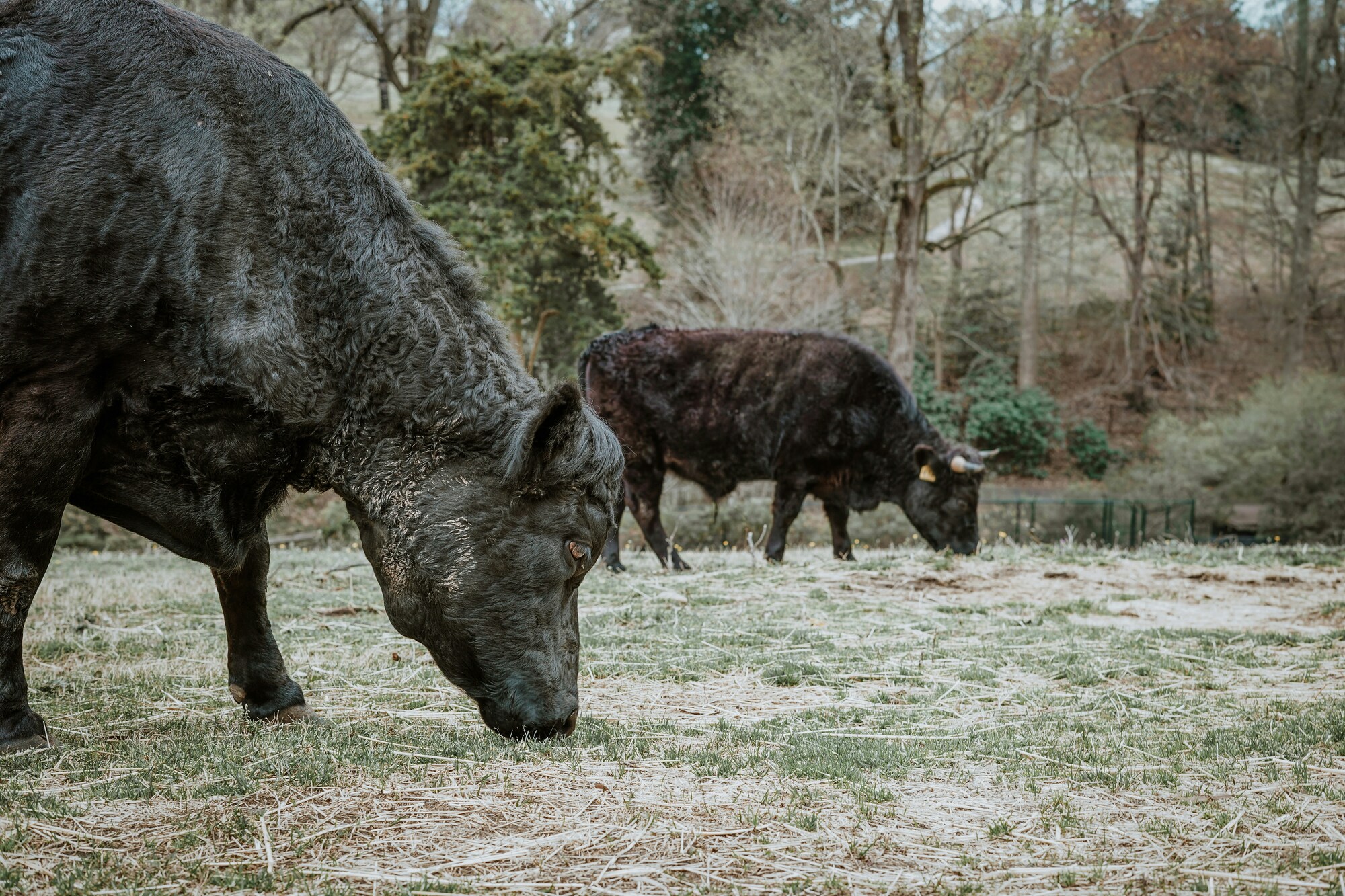 Faena mensual de bovinos cae al menor nivel de 2025