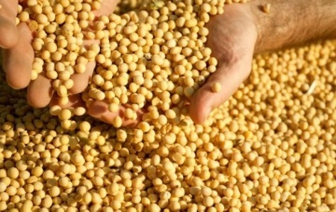 Acuerdo entre China y Argentina apeligra a la soja paraguaya